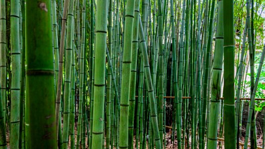 Bamboo