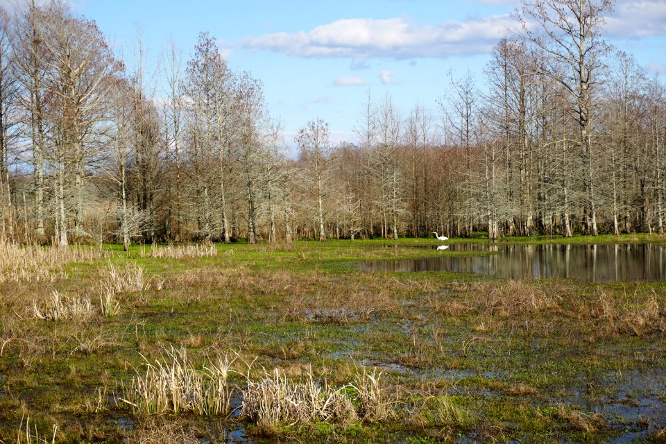 scene bird egret Mattamuskeet KG