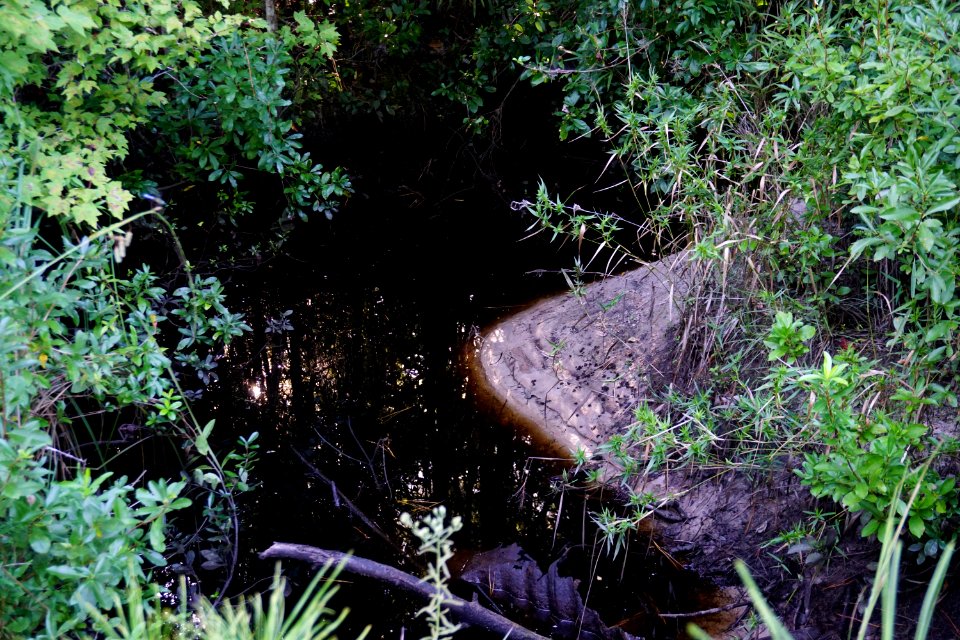 scene tannin stained creek Stones Creek Game Land ncwetlands KG