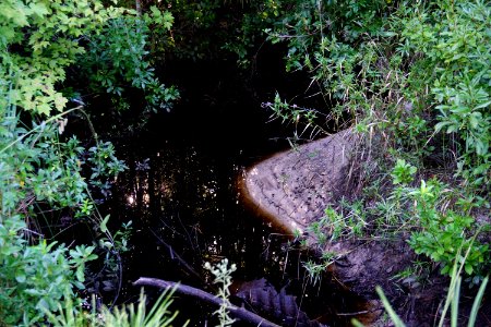 scene tannin stained creek Stones Creek Game Land ncwetlands KG