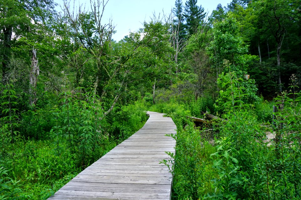 scene trail Pink Beds Pisgah NF ncwetlands KG (3)