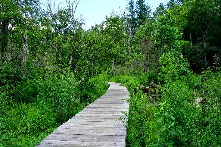 scene trail Pink Beds Pisgah NF ncwetlands KG (3)