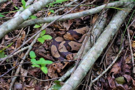 reptile copperhead Sandy Creek Gameland ncwetlands KG (2)