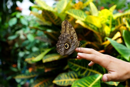 Insect wing hand photo