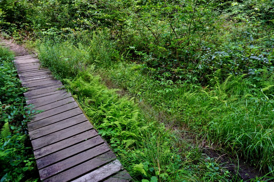 scene on trail Pink Beds Pisgah NF ncwetlands KG (2)