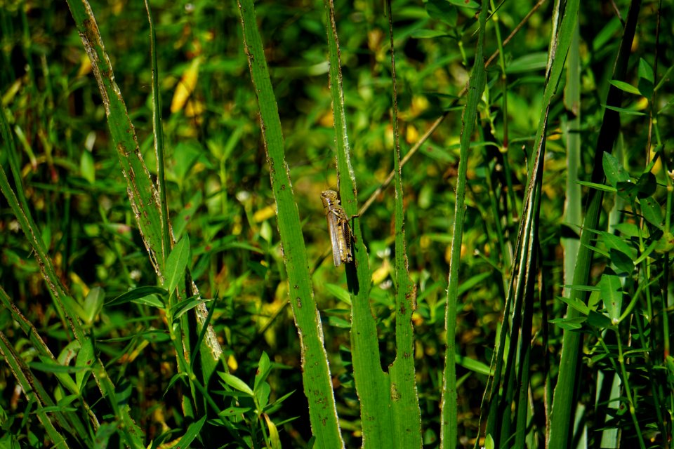 invertebrate grasshopper sandy creek park ncwetlands KG