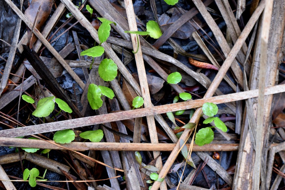 plant hydrocotyle Brunswick Nature Park ncwetlands AM (15)