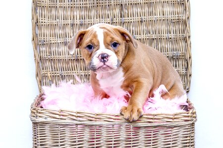 Dog sweet pet