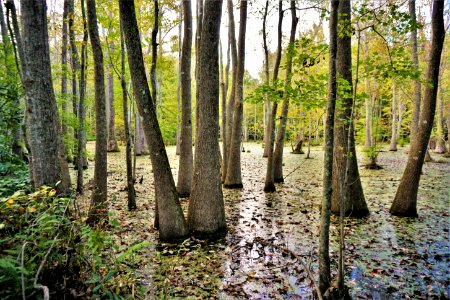 scene s parcel Lower Fishing Creek Gmlnd ncwetlands KG (9)