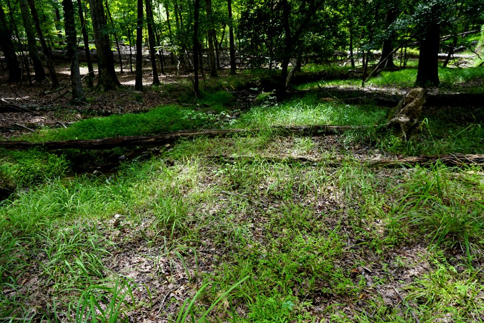 scene stream floodplain wetland Morrow Mountain SP ncwetlands KG (3)