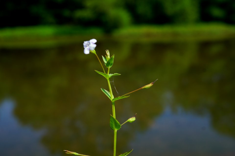 lindernia dubia Sandy Creek Park KG (2)