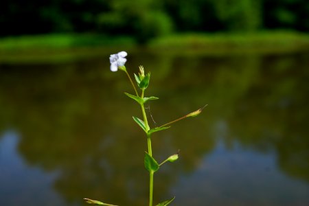 lindernia dubia Sandy Creek Park KG (2)