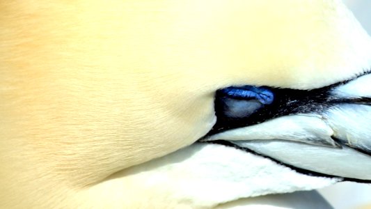 Gannet 1