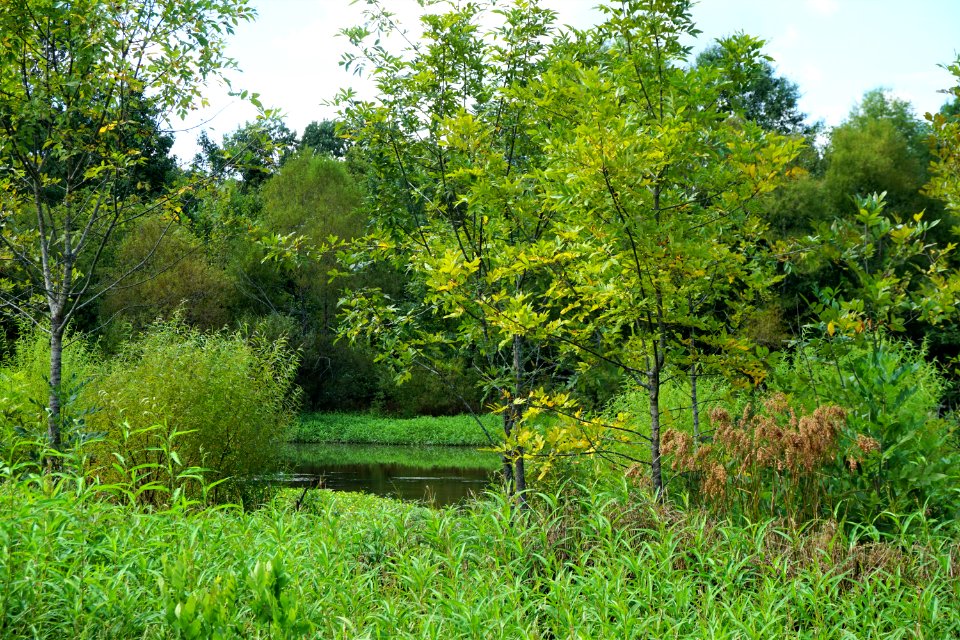 scene sandy creek park ncwetlands KG (1)