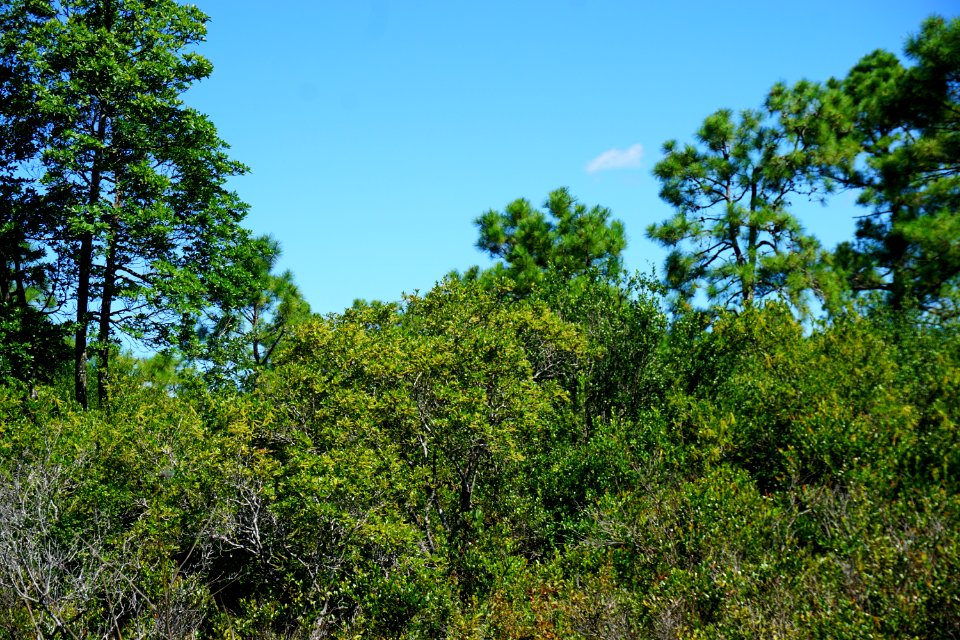 scene posocin Angola Bay Game Land ncwetlands KG (5)