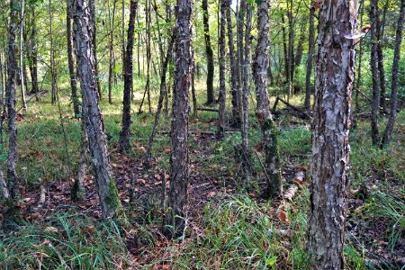 scene yellow birch n parcel Lower Fishing Creek Gmlnd ncwetlands KG