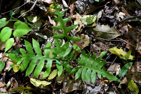 plant fern Royal Lane Park ncwetlands AM