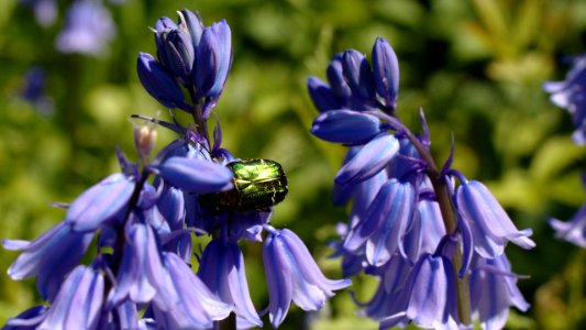 Cetonia aurata on Hyacinthoides hispanica