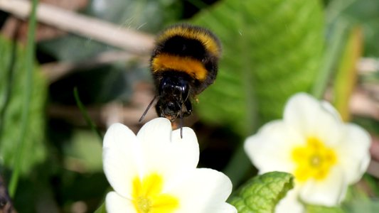 Bombus hortorum (Gartenhummel) im Anflug