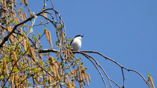Das Trauerschnäpper-Männchen  singt hoch oben in der Birke