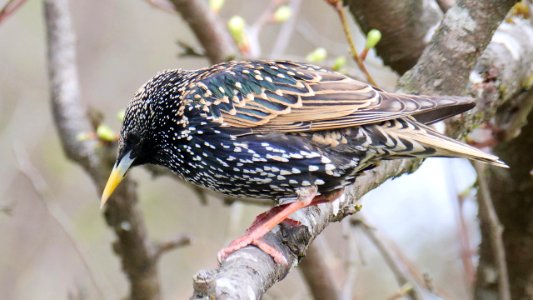 Der Vogel ist der Star in diesem Foto