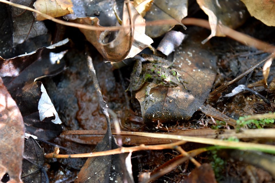 amphibian Embro Gameland ncwetlands AM (21)