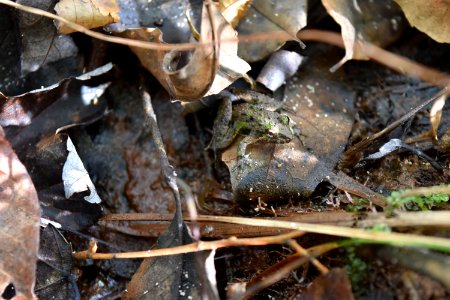 amphibian Embro Gameland ncwetlands AM (21)
