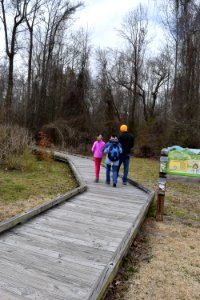 scene Dismal Swamp SP ncwetlands AM (82)