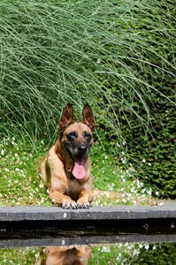 Summer belgian shepherd dog schäfer dog photo