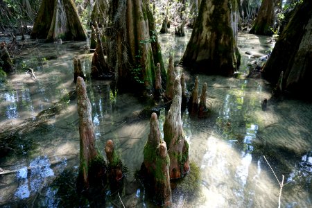 scene Moccasin Overlook Pettigrew State Park ncwetlands KG (19)