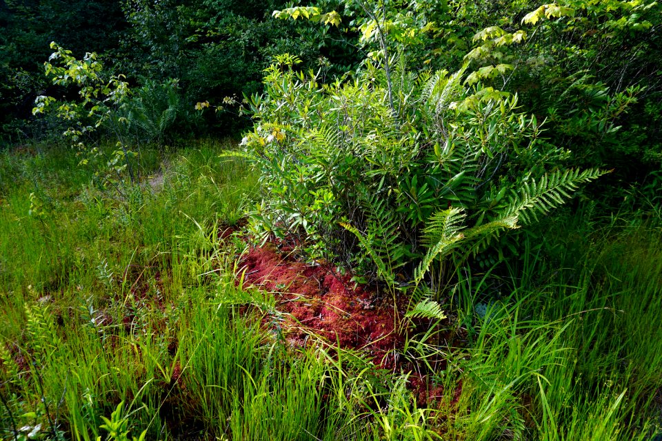 plants sphagnum ferns Panthertown Bog ncwetlands KG