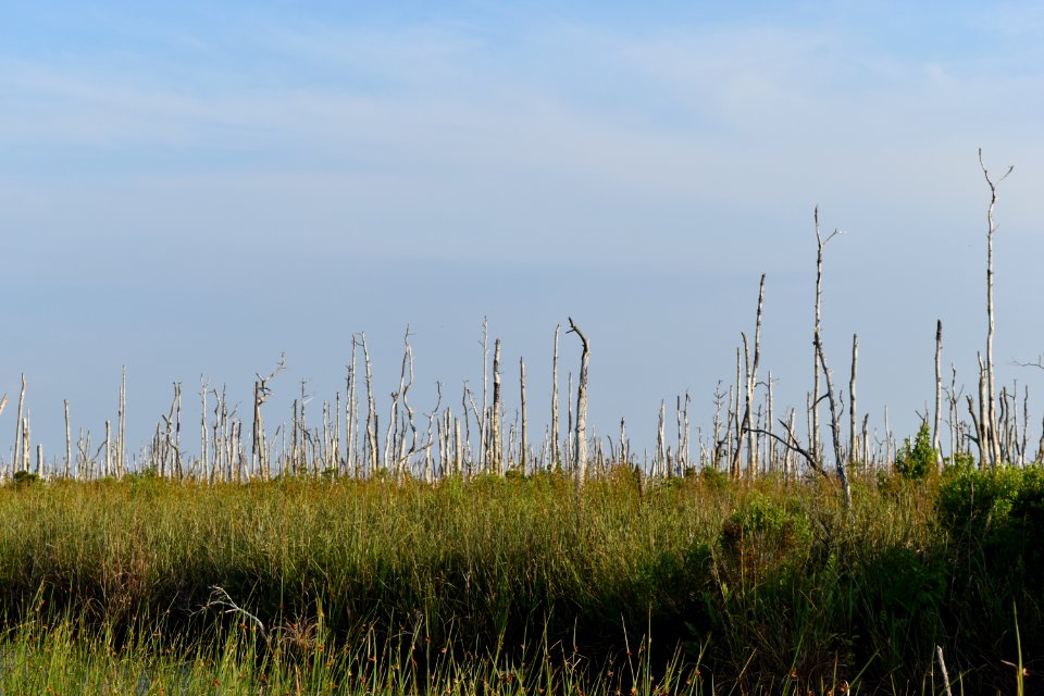 other salt water intrusion Alligator River NWR ncwetlands am (135)