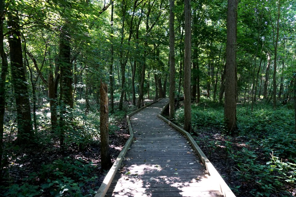 scene north side Pettigrew State Park ncwetlands KG (1)