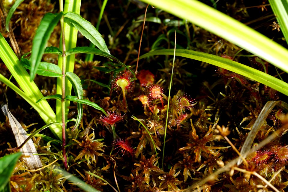 plants Sphagnum sundew mountain bog ncwetlands KG (2)