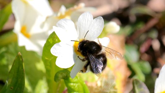cf. Anthophora plumipes (schwarze Variante der  Gemeinen Pelzbiene)