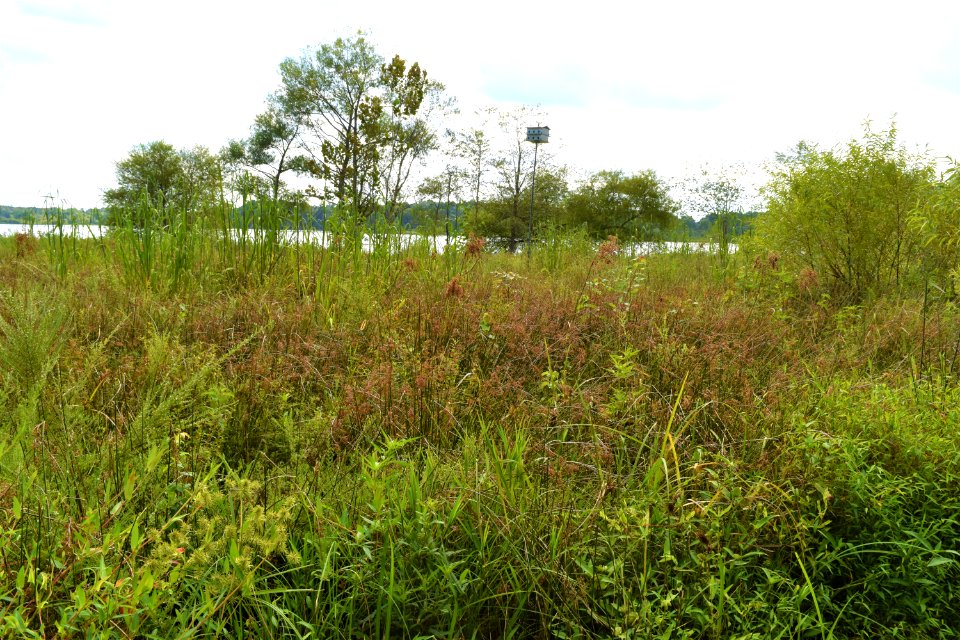 scene Lake Crabtree County Pk ncwetlands AM (12)
