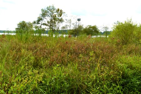 scene Lake Crabtree County Pk ncwetlands AM (12)