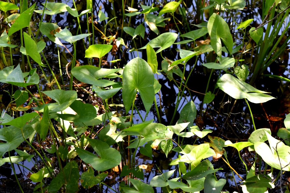 plant Alligator River NWR ncwetlands am (37)