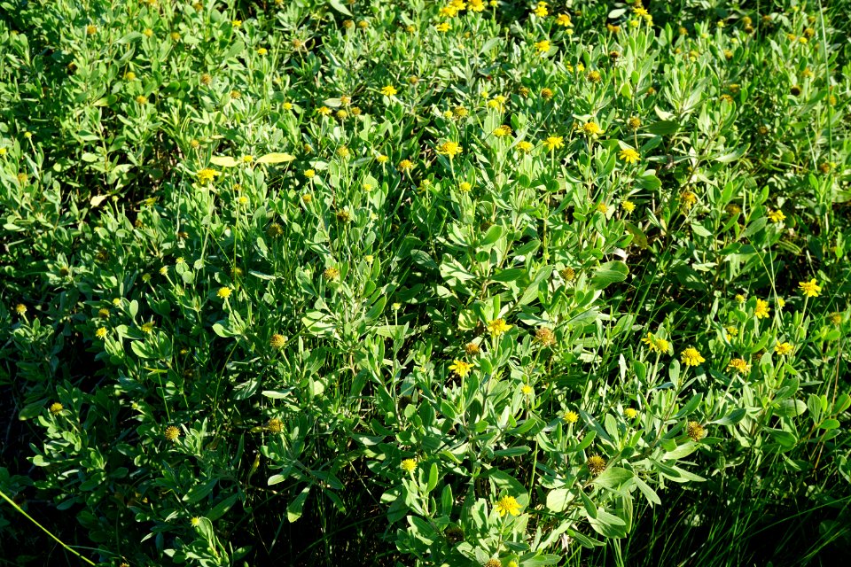 borrichia frutescens Emerald Isle boat ramp KG (1)