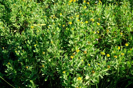 borrichia frutescens Emerald Isle boat ramp KG (1)