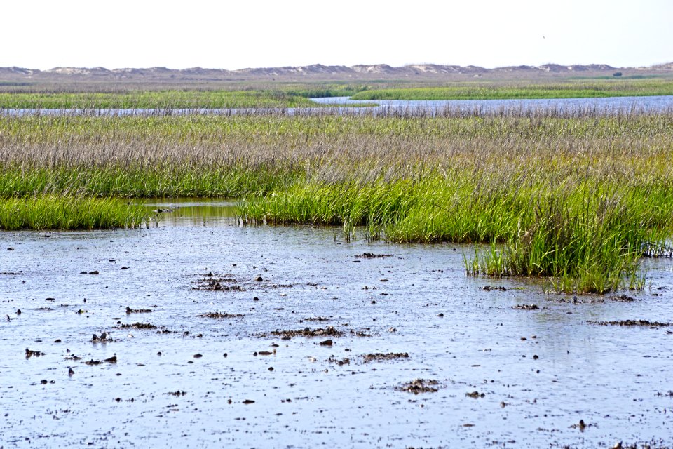 scene fort fisher state recreation area ncwetlands KG (1)