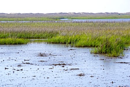 scene fort fisher state recreation area ncwetlands KG (1)