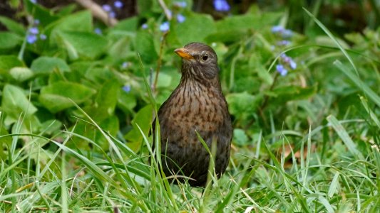 Amsel (Weibchen) im Grünen