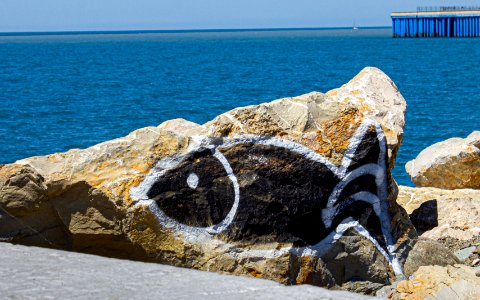 Graffiti Sea Fish photo