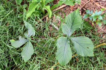 plant jack in the pulpit Beaver Lake bird sanctuary ncwetlands AM (21) photo