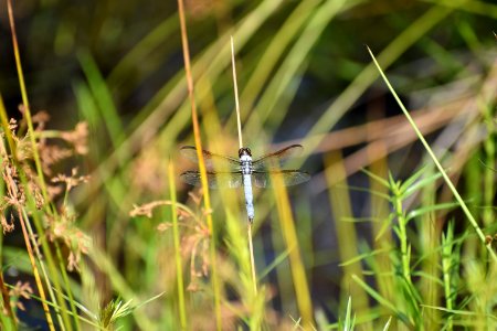 invertebrate Panthertown Valley Bog ncwetlands am (42)