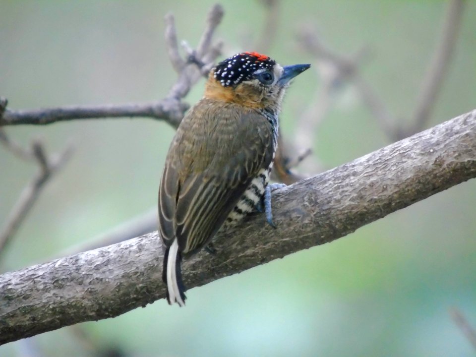 Picumnus temminckii