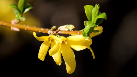 Forsythienblüten (Forsythia x intermedia)