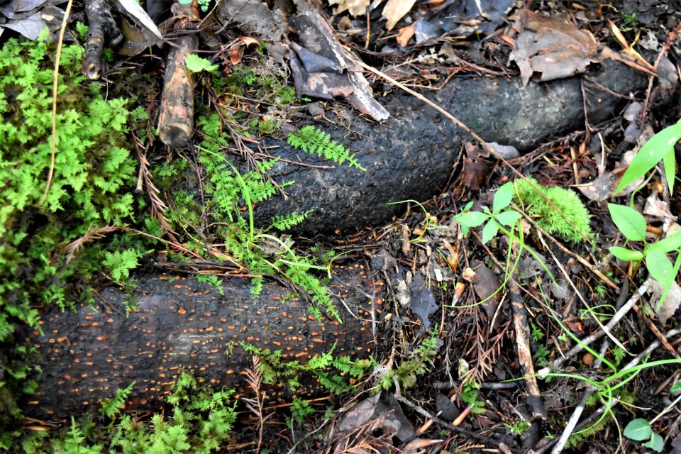 other with and without hypertrophied lenticels latham-whitehurst nature park ncwetlands am (64)