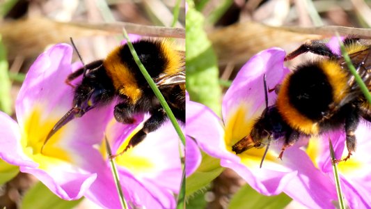 Bombus hortorum (Gartenhummel) Nahrungsaufnahme
